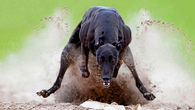 Dog running muddy field green free wallpaper for desktop - medium preview image