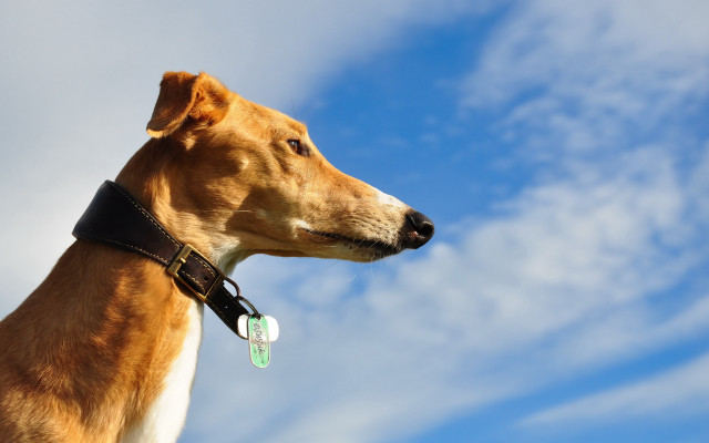 Dog collar looking up sky free wallpaper for desktop - medium preview image