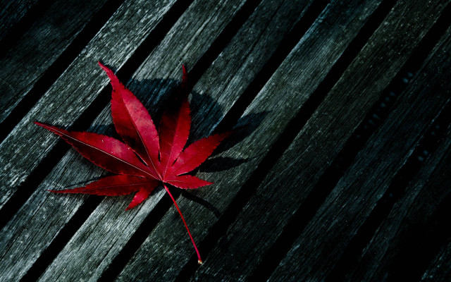 Red leaf wooden bench black #2 free wallpaper for desktop - medium preview image
