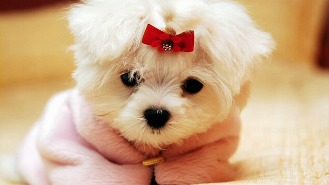 Small white dog red bowtie free wallpaper for desktop - medium preview image