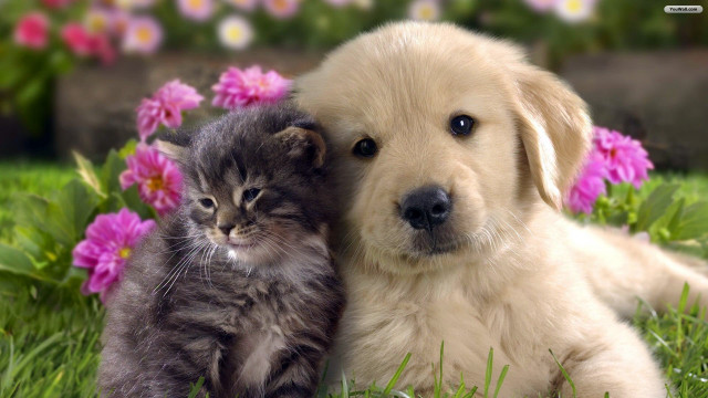 Puppy kitten laying grass together free wallpaper for desktop - medium preview image
