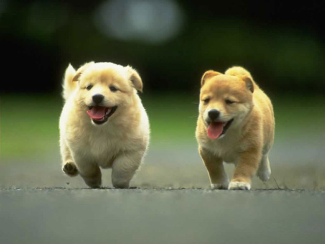 Small dogs running street mouths free wallpaper for desktop - medium preview image