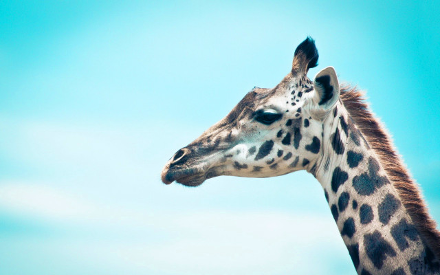 Giraffe standing open field sky free wallpaper for desktop - medium preview image