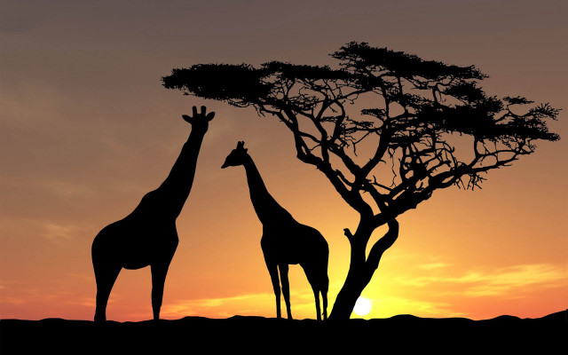 Giraffes tree sunset dawn wild free wallpaper for desktop - medium preview image