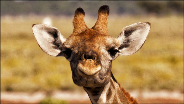 Giraffe big smile happy ears free wallpaper for desktop - medium preview image