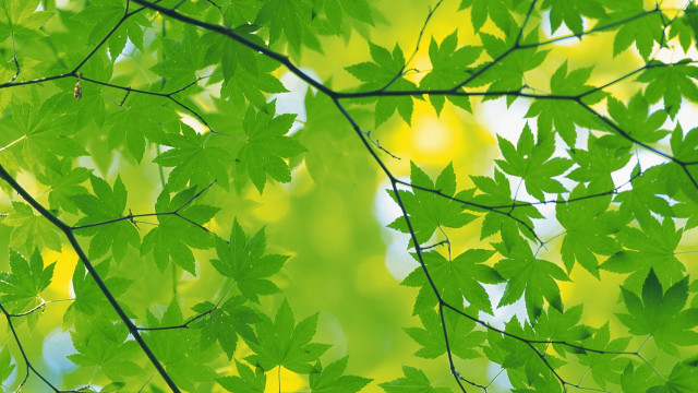 Green leafy tree yellow background #3 free wallpaper for desktop - medium preview image