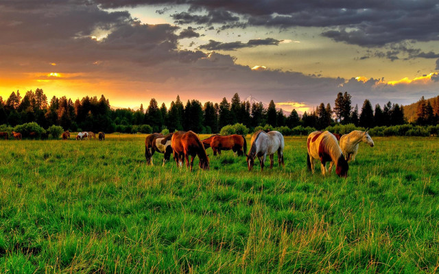 Horses grazing field sunset clouds free wallpaper for desktop - medium preview image
