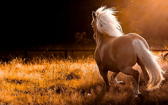 Horse running field grass night #2 free wallpaper for desktop - medium preview image