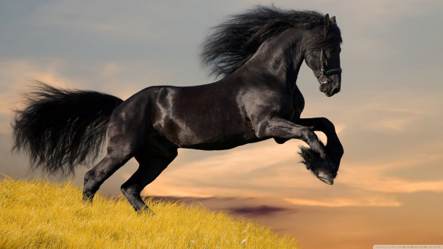 Black horse running hill sunset #2 free wallpaper for desktop - medium preview image