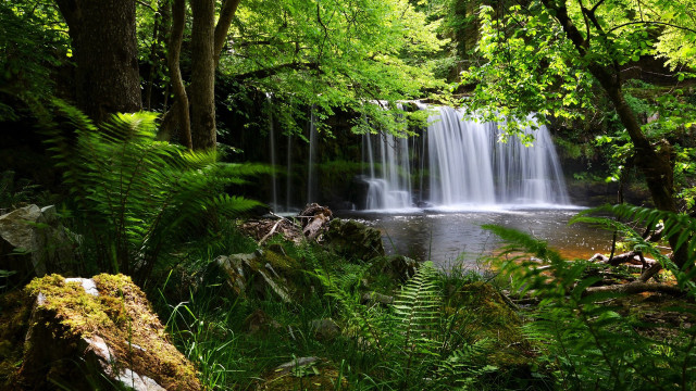 Waterfall forest trees plants stream free wallpaper for desktop - medium preview image