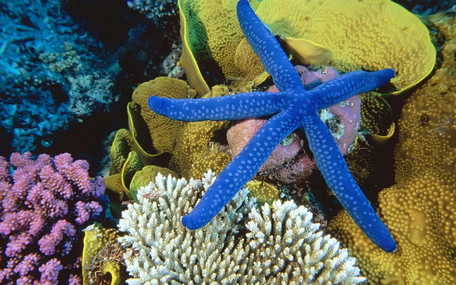 Blue starfish colorful coral reef free wallpaper for desktop - medium preview image