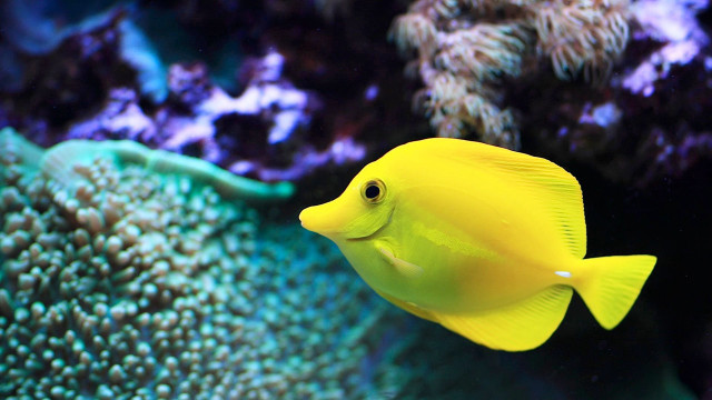 Yellow fish swimming aquarium corals free wallpaper for desktop - medium preview image