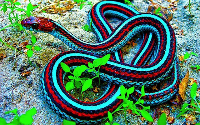 Colorful snake lying ground leaves free wallpaper for desktop - medium preview image