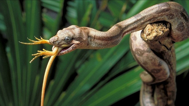Snake biting plant mouth open free wallpaper for desktop - medium preview image