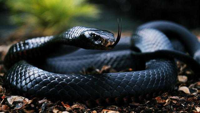 Black cobra snake curled in free wallpaper for desktop - medium preview image