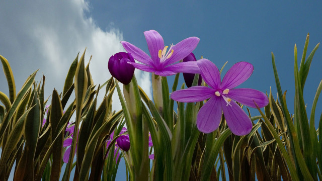 Purple flowers field green grass free wallpaper for desktop - medium preview image