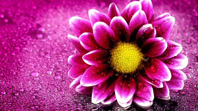 Purple flower water droplets rain free wallpaper for desktop - medium preview image