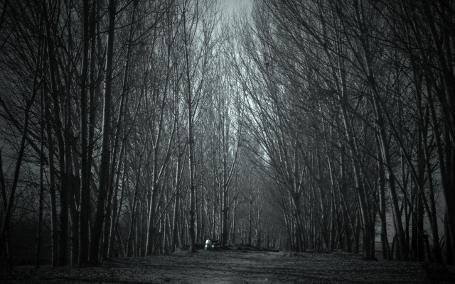 Black white forest dirtroad trees free wallpaper for desktop - medium preview image