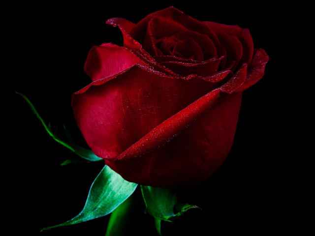 Red rose black background green #3 free wallpaper for desktop - medium preview image