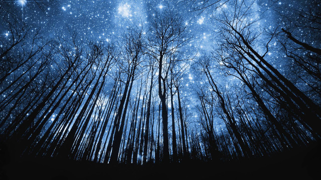 Night sky stars trees forest #2 free wallpaper for desktop - medium preview image