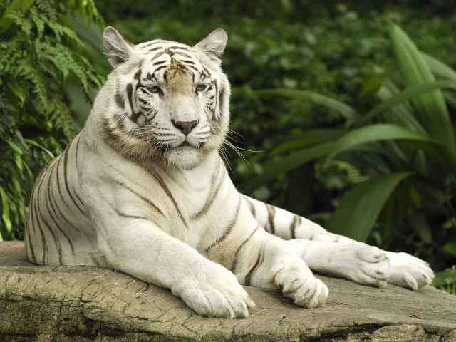 White tiger laying rock forest #2 free wallpaper for desktop - medium preview image