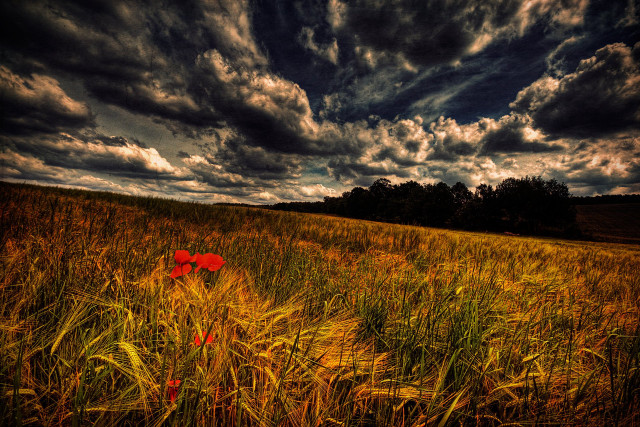 Red fire hydrant tall grass free wallpaper for desktop - medium preview image