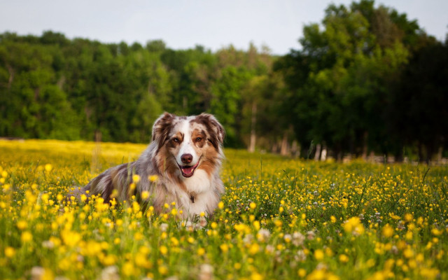 Dog sitting flower field trees free wallpaper for desktop - medium preview image