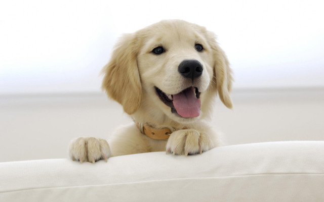 Dog smiling white couch camera free wallpaper for desktop - medium preview image