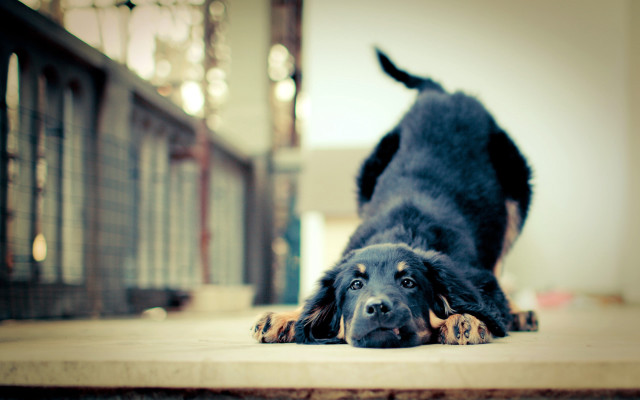 Dog laying head on ground #3 free wallpaper for desktop - medium preview image