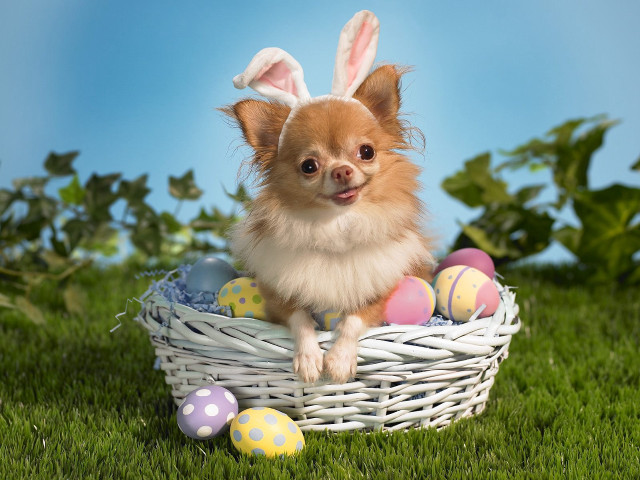 Small dog basket eggs bunny #3 free wallpaper for desktop - medium preview image
