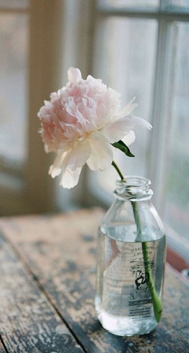 Pink flower glass jar table free wallpaper for mobile - medium preview image