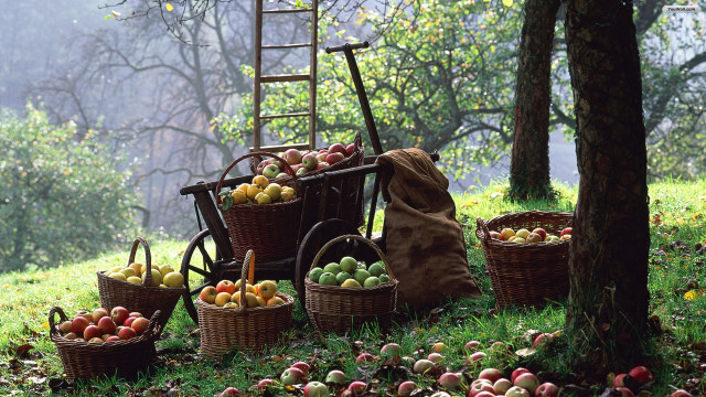 Wooden cart filled apples forest free wallpaper for desktop - medium preview image