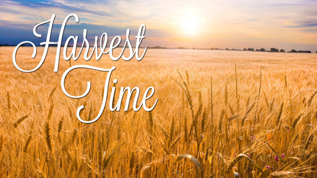 Wheat field harvest time sun free wallpaper for desktop - medium preview image