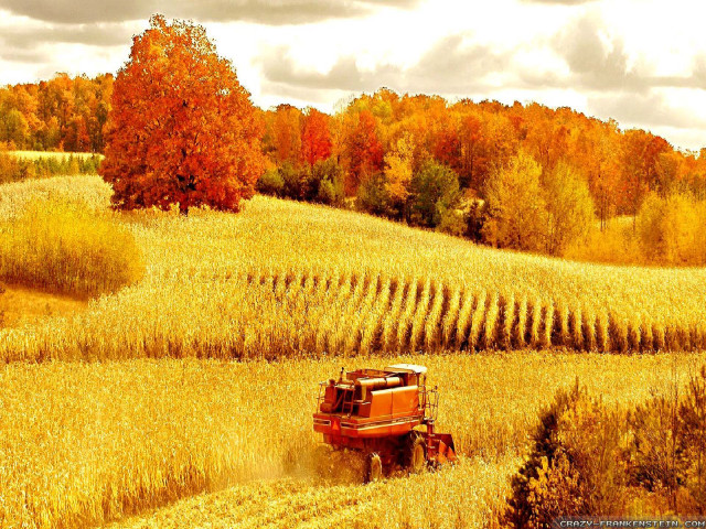 Red truck wheat field autumn free wallpaper for desktop - medium preview image