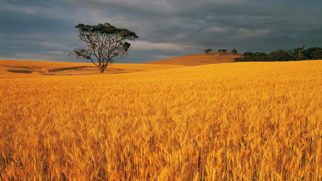 Wheat field lone tree cloudy free wallpaper for desktop - medium preview image