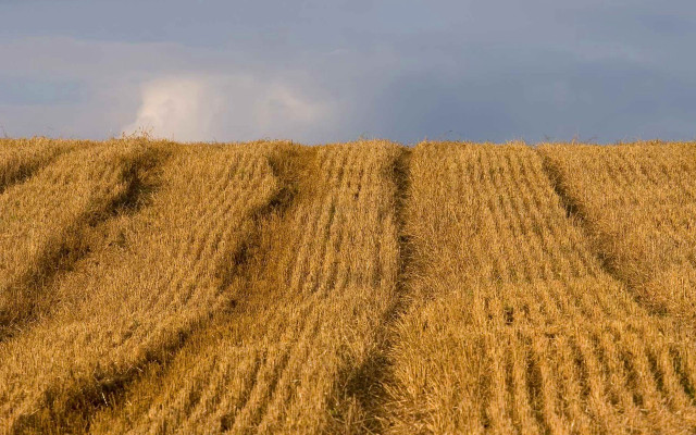 Wheat field cloud blue sky free wallpaper for desktop - medium preview image