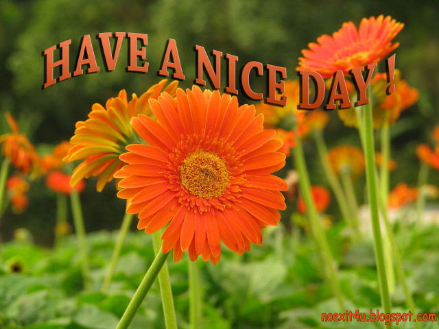 Flower nice day message field free wallpaper for desktop - medium preview image