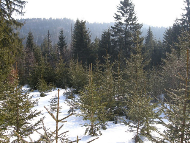 Snowy forest trees bench lake free wallpaper for desktop - medium preview image