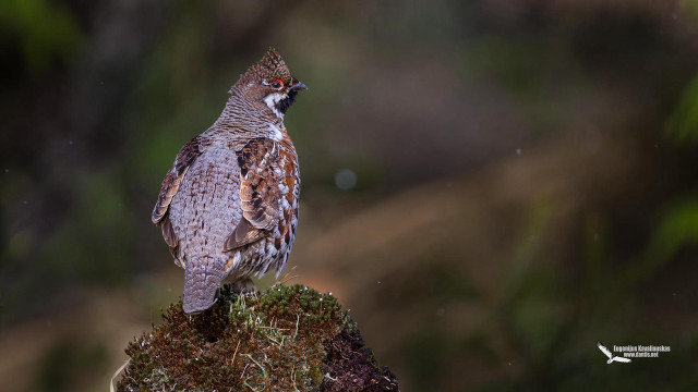 Bird moss rock forest blurry free wallpaper for desktop - medium preview image