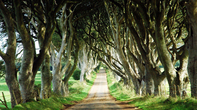 Dirt road lined with trees free wallpaper for desktop - medium preview image