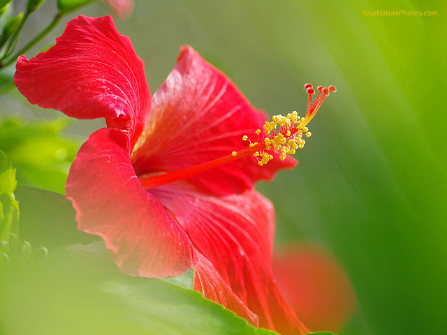 Red flower yellow stamen green free wallpaper for desktop - medium preview image