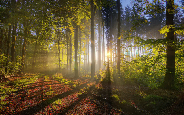 Sunbeam forest trees leaves trail free wallpaper for desktop - medium preview image