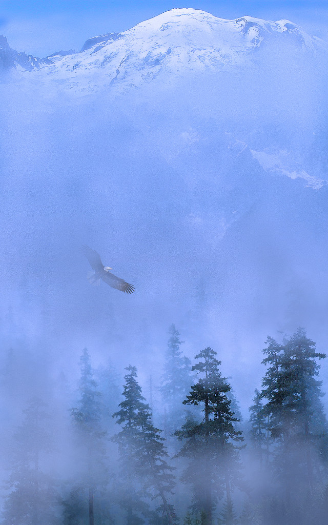 Bird flying forest fog mist #2 free wallpaper for mobile - medium preview image