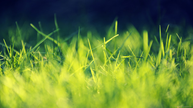 Grassy field blurry background tilt #2 free wallpaper for desktop - medium preview image