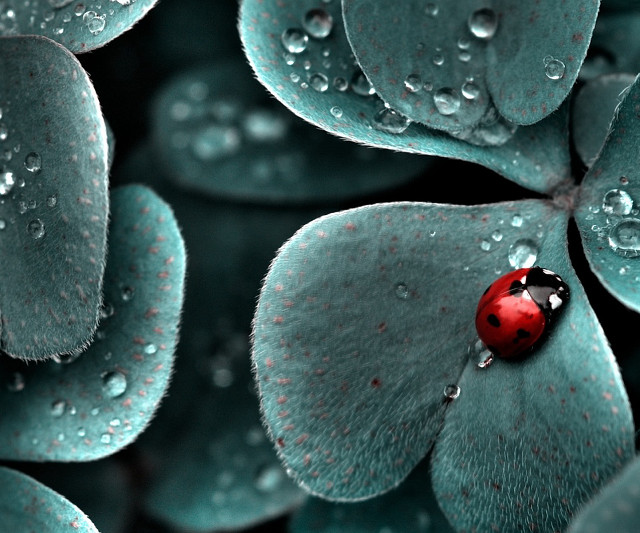 Ladybug green leaf water droplets #18 free wallpaper for desktop - medium preview image