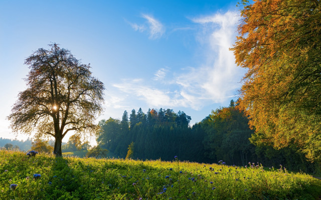 Tree field sky background clouds #4 free wallpaper for desktop - medium preview image