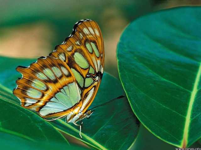 Butterfly greenleaf sunnyforest macrocloisonnism watermark free wallpaper for desktop - medium preview image