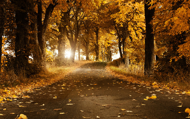 Road trees leaves light shining free wallpaper for desktop - medium preview image