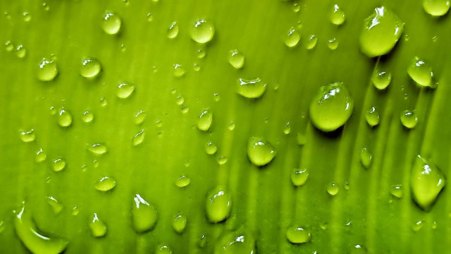 Green leaf water drops macro #25 free wallpaper for desktop - medium preview image