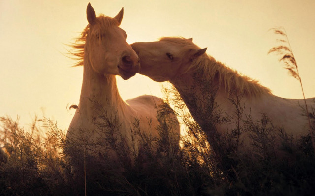 Horses touching noses sunset tall free wallpaper for desktop - medium preview image